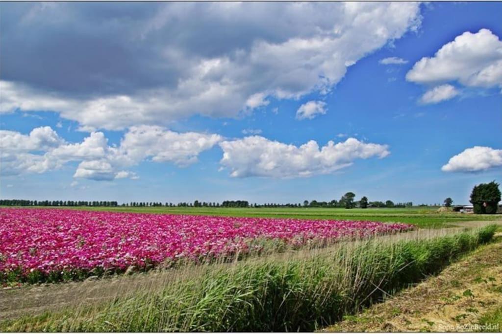 -Nieuw- Luxe & Sfeervol Vakantiehuis Tholen Exteriör bild